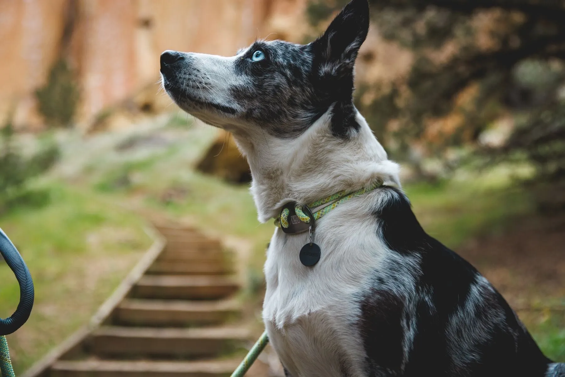 Ruffwear Knot-a-Collar - an adjustable, reflective dog collar
